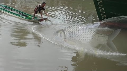 Chài cá gần sà lan , Dính cá lăng, cá mè vinh ,Một thao.