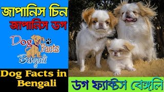 Japanese Chin Dog facts in Bengali | Japanese Spaniel | Dog Facts Bengali by Dog Facts Bengali 356 views 4 years ago 3 minutes, 46 seconds