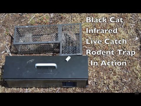 High Tech Trap That Swallows Rodents Alive. Infrared Black Cat Live Catch Rat  Trap In Action. 