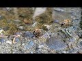 Honeybee Watering Hole - Watching Bees Grab a Drink