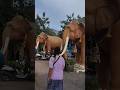 งานพระราชทานเพลิงสรีระหลวงปู่ทองอินทร์#วัดป่ากุงวนารามอำเภอศรีสมเด็จจังหวัดร้อยเอ็ด#สะสมเสบียงบุญ