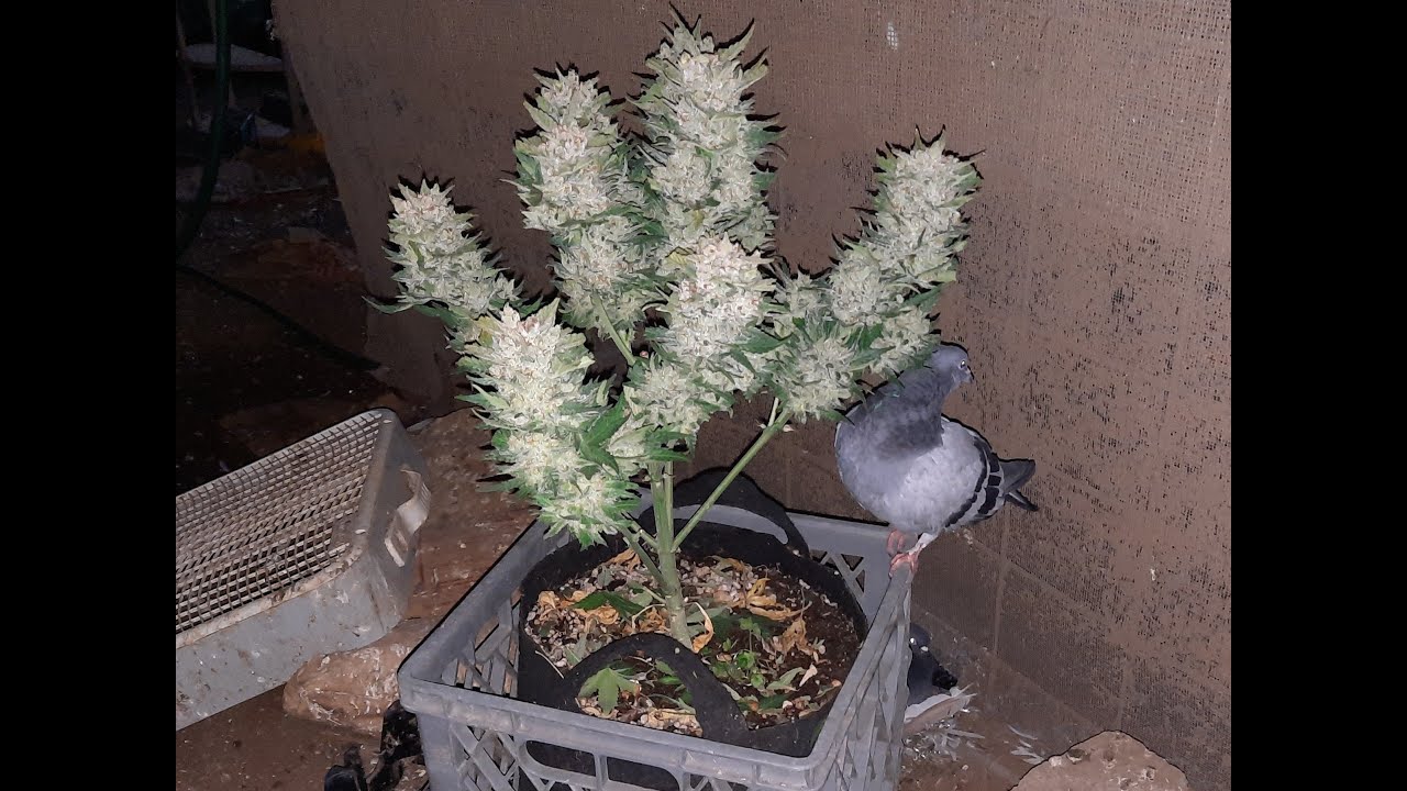 Green Gelato Automatic harvest day. 100% LED light grown! Under the Mars Hydro TS series.