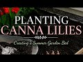 Canna Lilies Planting in Action