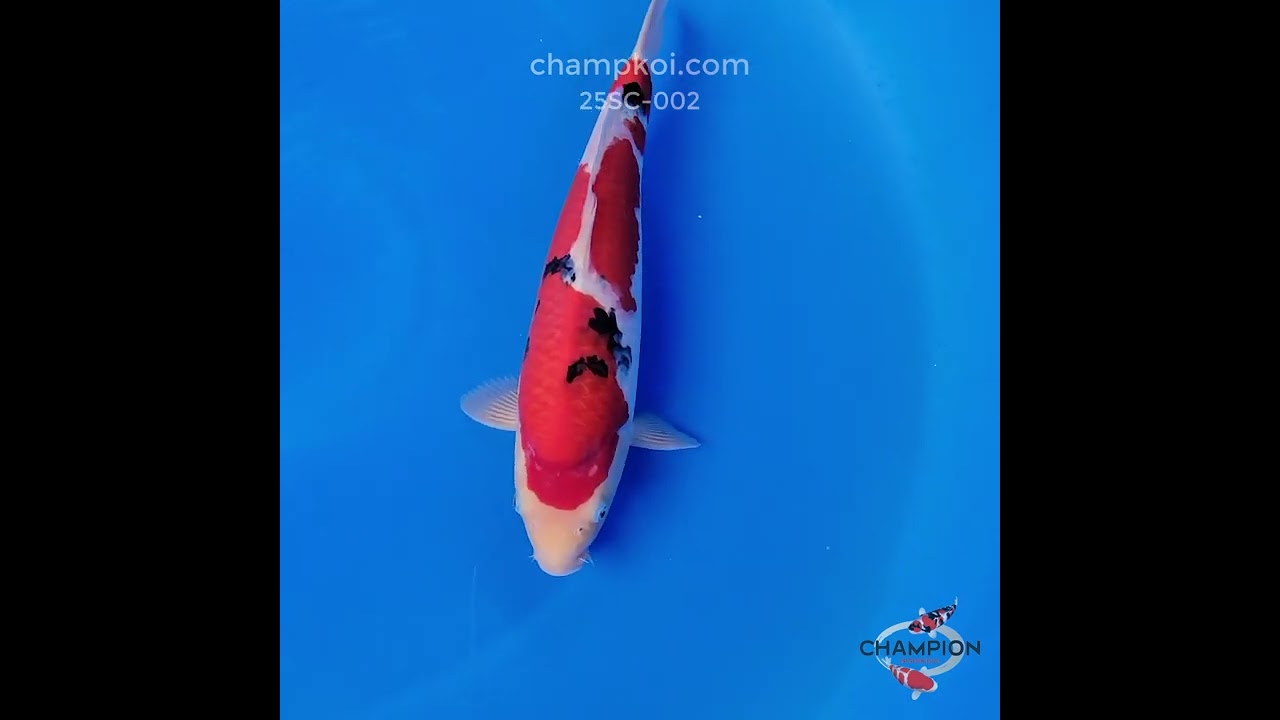 ●COYSEIO● 25SS COY ANGEL CAP ◆送料・関税込◆ Koi for Sale: 40cm Sakai Sanke | ChampKoi - Champion Nishikigoi