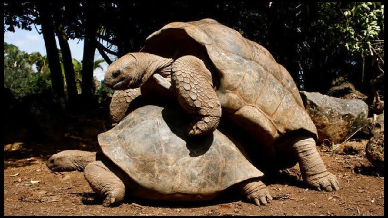 How does tortoise mate? YouTube