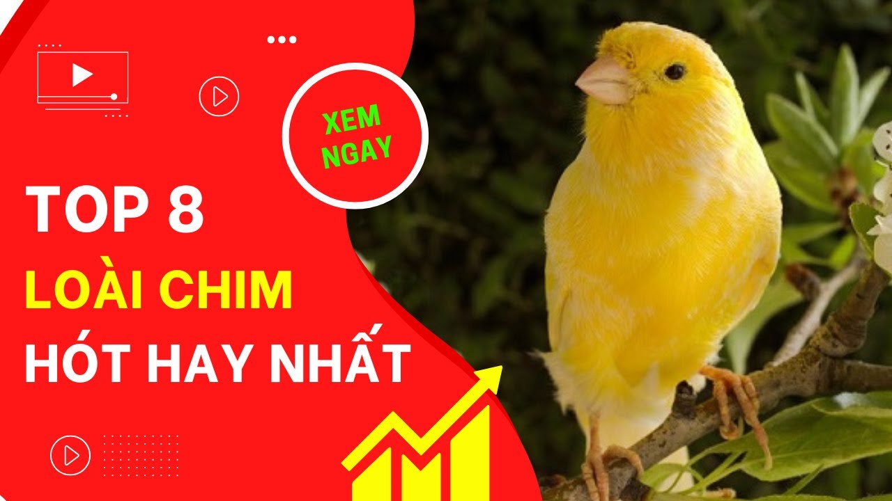 TOP 8 LOÀI CHIM HÓT HAY NHẤT HIỆN NAY - youtube