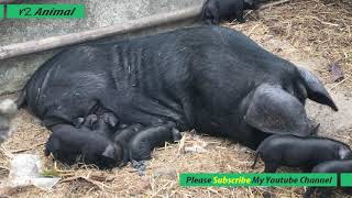 AWESOME MOTHER PIGS \& THEIR PIGLETS