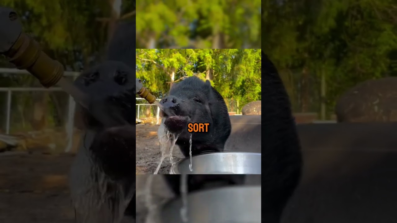 This animal sanctuary is full of gay animals — here's why.