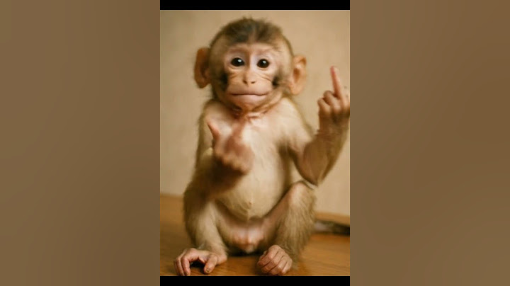 Ein frecher kleiner Affe, der uns den Mittelfinger zeigt und dabei einen lauten Pups ablässt! 😂