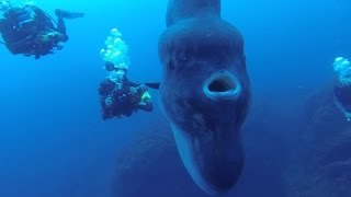 Divers Come Face-To-Face With Giant Sunfish In Rare Encounter