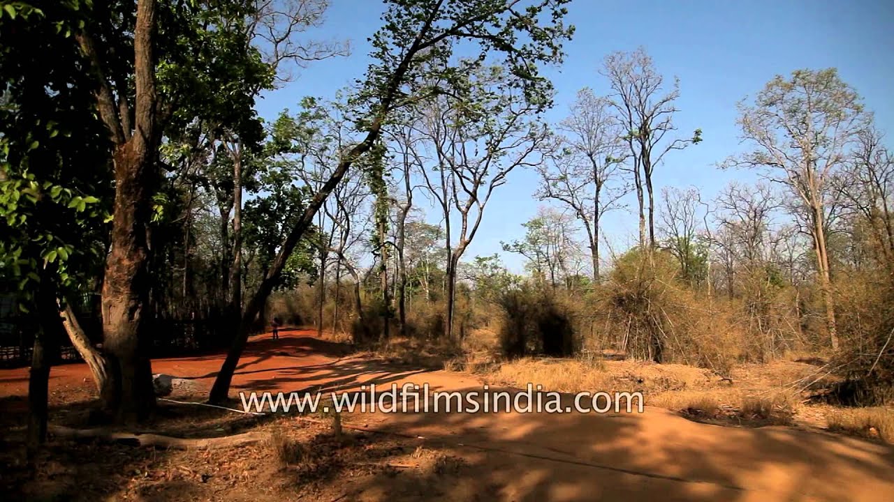 Jeep safari at Khitauli zone in Bandhavgarh National Park