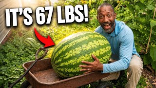 Watermelon Warz: Can This MONSTER Defend My Title?