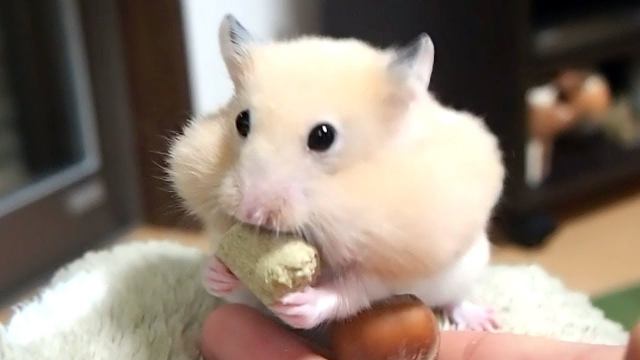 癒される 可愛すぎるハムスターの口と手 おもしろ可愛い癒しハムスターgive You Inner Peace Too Cute Funny Hamster Mouth And Hands Youtube