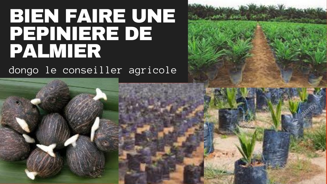 Comment créer une pépinière de palmier a huile
