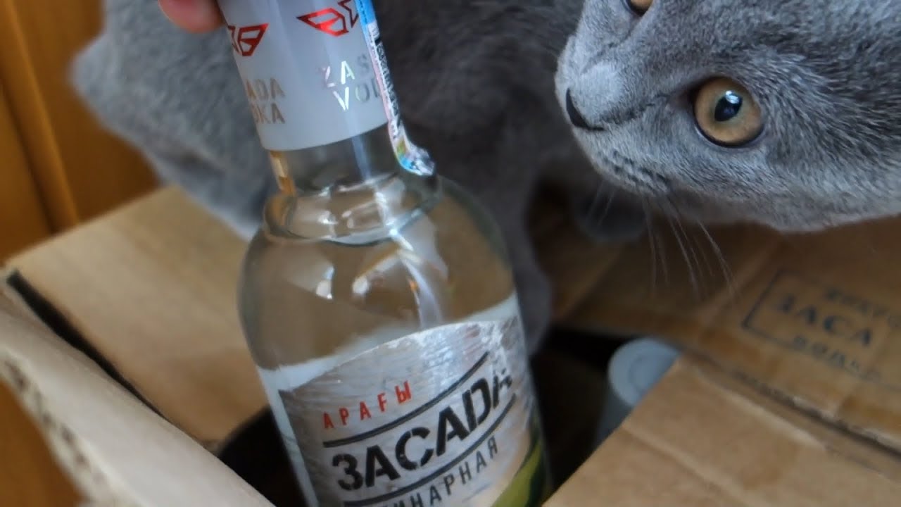 BRITISH cat found russian VODKA YouTube