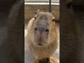Kawaii Capybara😋💓#カピバラ #cute #animals
