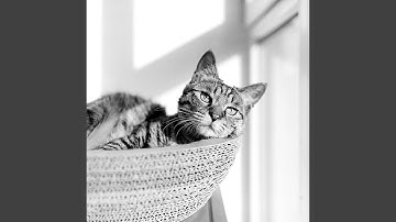 Pulsating Music for Ambience