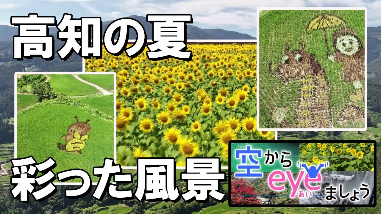 高知の表情を空から紹介『空からeyeましょう』 棚田アート＆ヒマワリ畑