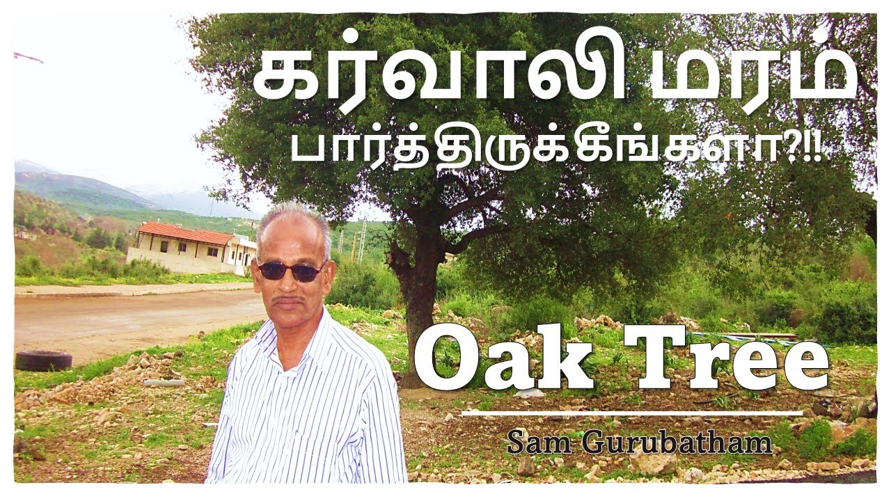 Oak Tree Karvaali Maram oak-tree-karvaali-maram