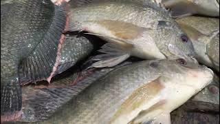 FERME MSIRI A KASHOBWE: MOISE KATUMBI PRESENTE LES DIFFERENTS ESPECES DE POISSONS
