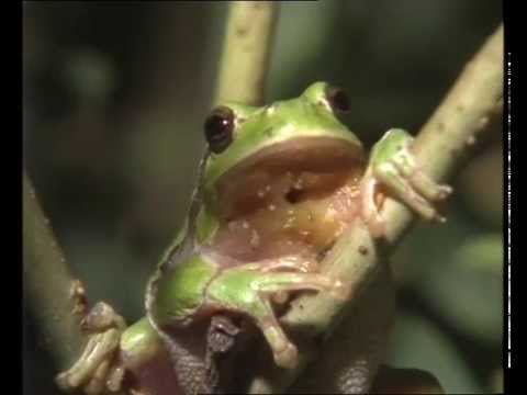 Vidéo: Quelle Est La Différence Entre Une Grenouille Et Un Crapaud