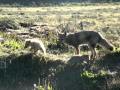 Zorrito y sus crias