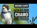 GOLINHA CANTO AZULÃO COM CHAMO PARA FOGUEAR