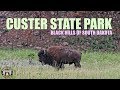 Custer State Park, South Dakota in the Black Hills