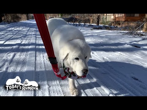 あけましておめでとうございます。本年もよろしくおねがいします。【再up】　Great Pyrenees　グレートピレニーズ