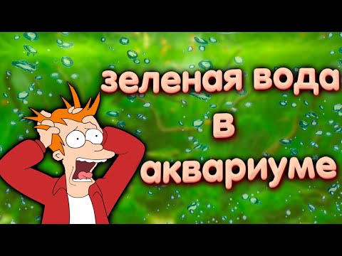 Зеленая вода в аквариуме. Что делать при цветении воды в аквариуме.