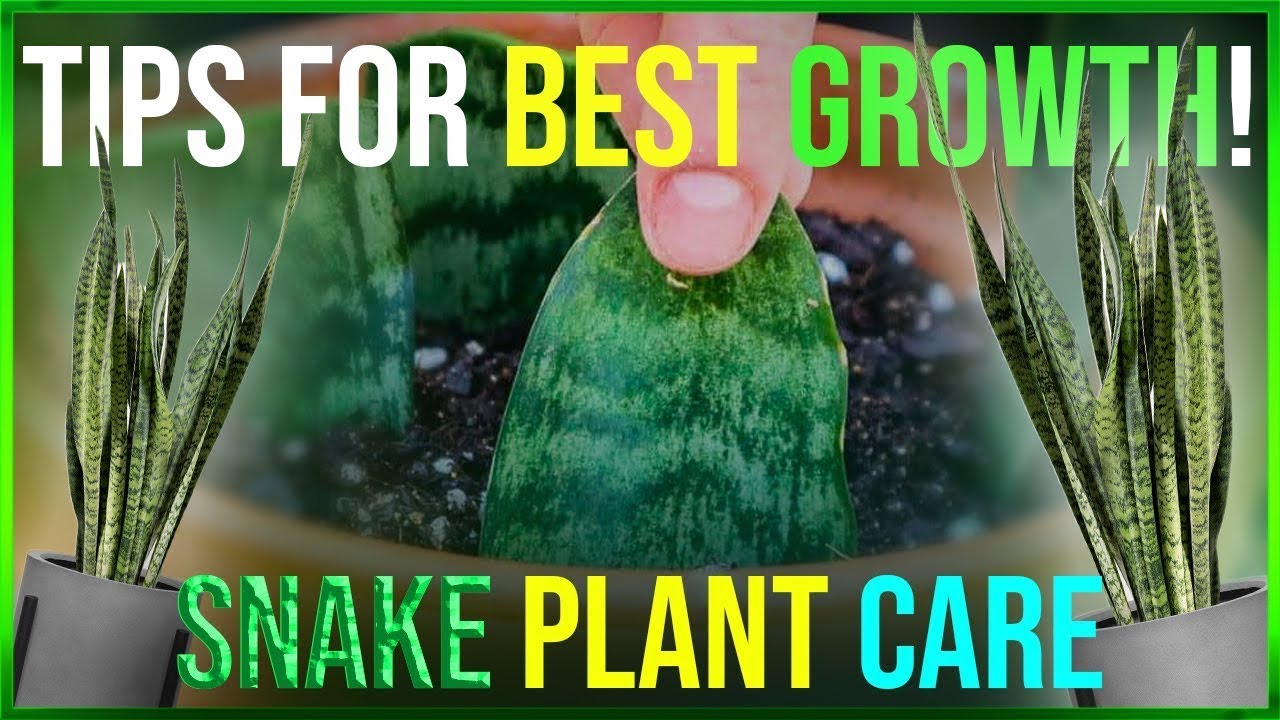 Mastering Snake Plant Care: Tips for Thriving Sansevieria!