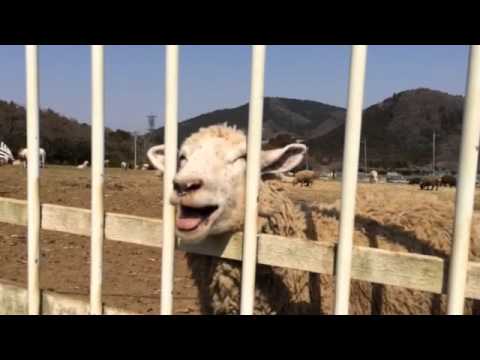 羊の鳴き声に驚いて泣く2歳 Youtube