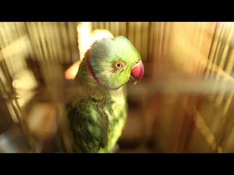 Индийский кольчатый попугай Psittacula krameri Indian ringed parrot