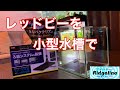 【アクアリウム】小型水槽でレッドビーシュリンプを飼ってみる【20㎝キューブ】