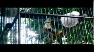 DOLANAN MANUK