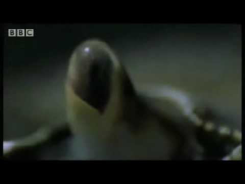 Octopus vs crab - marine animals - BBC wildlife