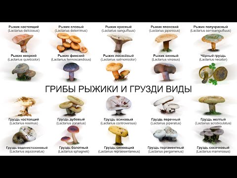 ГРИБЫ РЫЖИКИ И ГРУЗДИ ВИДЫ