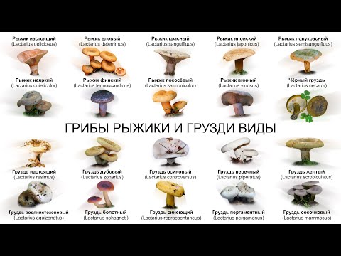 YouTube видео