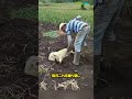 彼はこの理由のために彼の犬を泥の中に入れました 🥺❤️