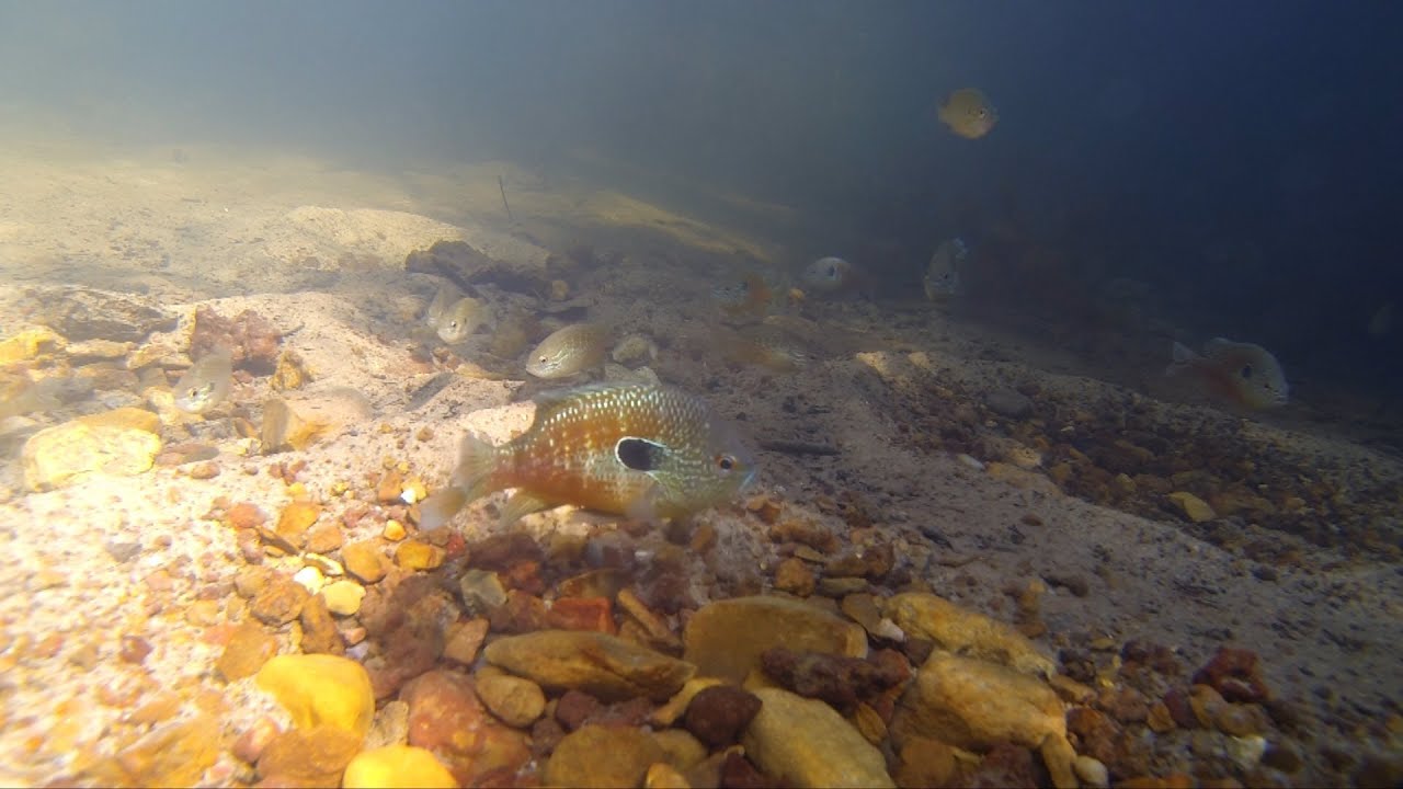 wildlife videographer jobs Texas Wild: Longear sunfish on beds
