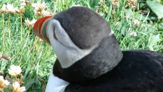 Puffin Sumburgh Head Shetland 26 July 2010.MP4