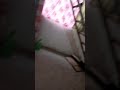 Dama Dama