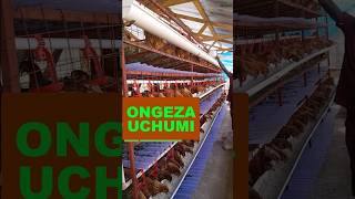 UKIFUGA KUKU KWA KUFUATA KANUNI ZA UFUGAJI UNATAJIRIKA