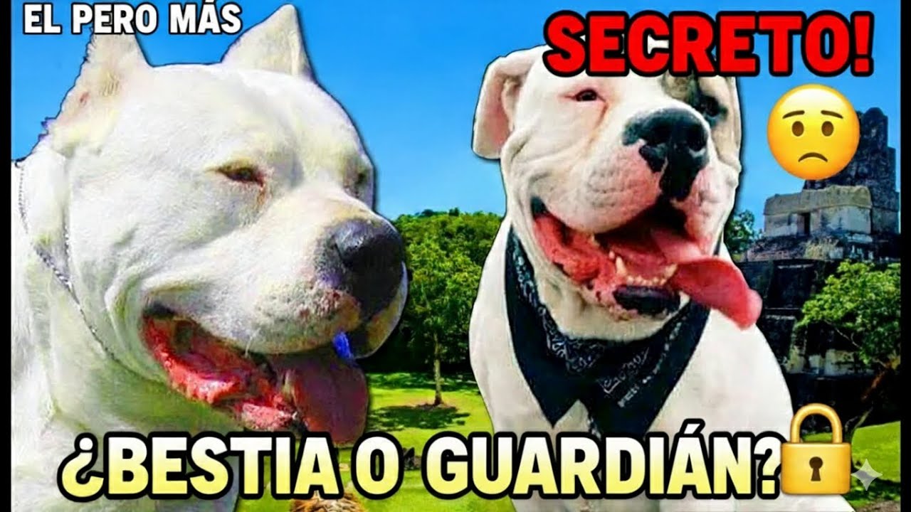 Dogo Guatemalteco Vs Dogo Argentino: Which Is Right for You?