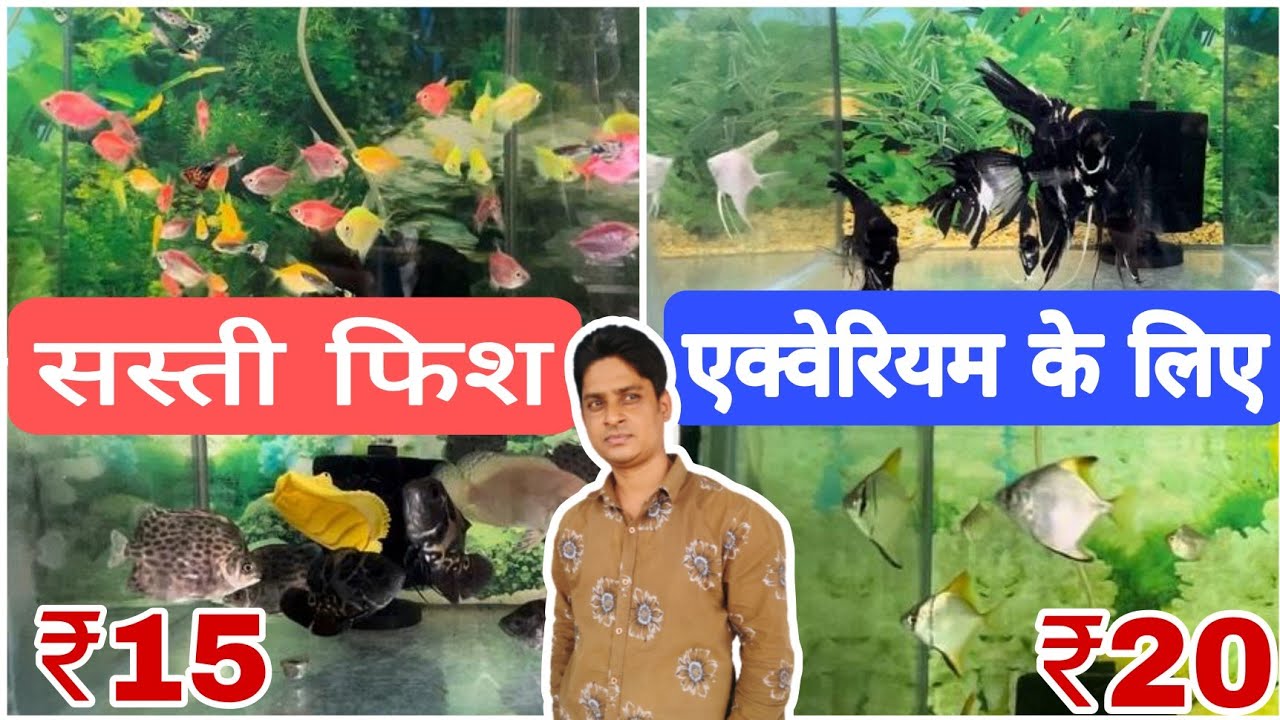 Fish aquarium ke liye cheap price me fish available in Tiger pet shop