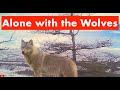 ALONE WITH WOLVES / Real Siberia / Adventure / Bushcraft in Siberia / The wildest place in Siberia