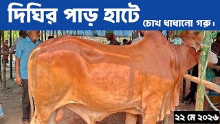 মাঝারি সাইজের চোখ ধাধানো গরু। দিঘির পাড় হাট মুন্সিগঞ্জ। Sadekin Roots
