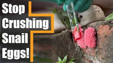 Why Are Apple Snail Eggs DESTROYED by Humans?