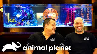 Download Lagu A GIGANTIC Coney Island Fishtank! | Tanked | Animal Planet MP3 Download Lagu A GIGANTIC Coney Island Fishtank! | Tanked | Animal Planet MP3