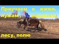 Молодая лошадь. Знакомится со сложным грунтом, лес, поле, лужи.